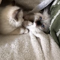 Chatons ragdoll #3