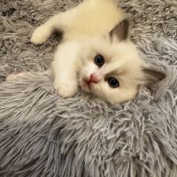 Chatons ragdoll #5