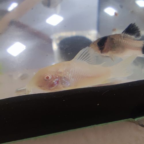 Corydoras aeneus et aeneus albinos #2