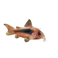 Corydoras aeneus et aeneus albinos