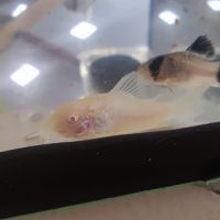 Corydoras aeneus et aeneus albinos #2