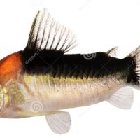 Corydoras duplicareus