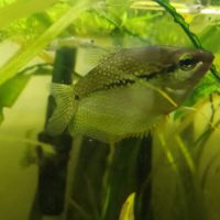 Gourami perlé