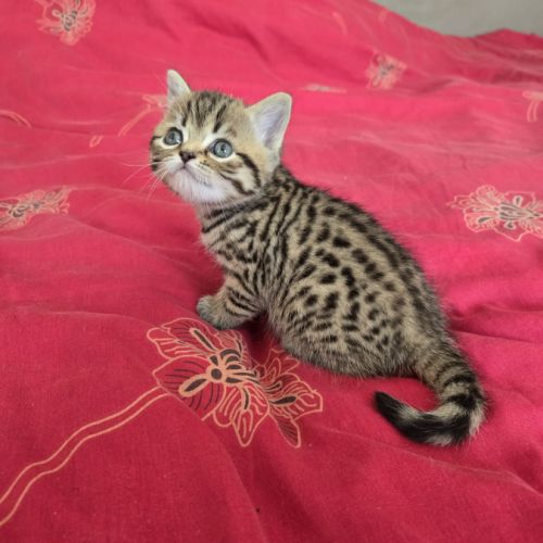 Chatons highland lynx / highlander #1