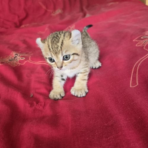 Chatons highland lynx / highlander #6