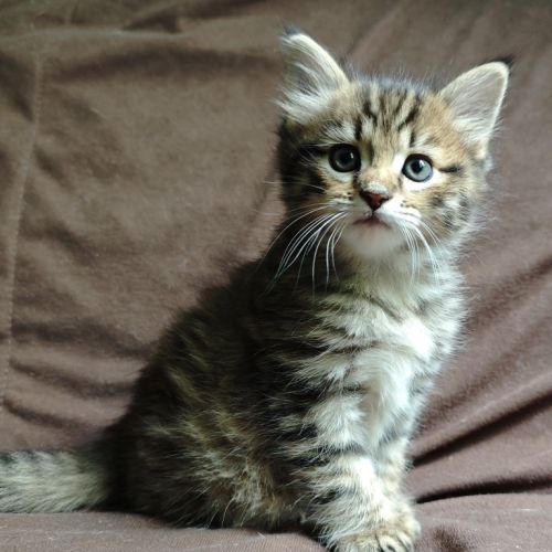 Chatons highland lynx / highlander #8