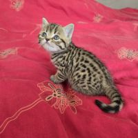 Chatons highland lynx / highlander #1