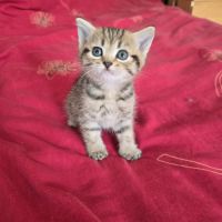 Chatons highland lynx / highlander #2