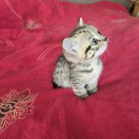 Chatons highland lynx / highlander #3