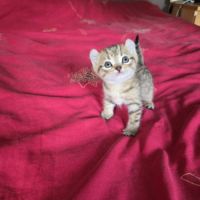 Chatons highland lynx / highlander #4