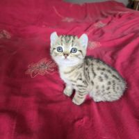 Chatons highland lynx / highlander #5