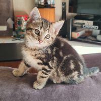 Chatons highland lynx / highlander #0