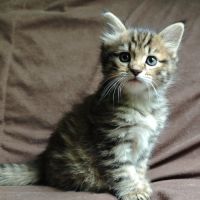 Chatons highland lynx / highlander #8