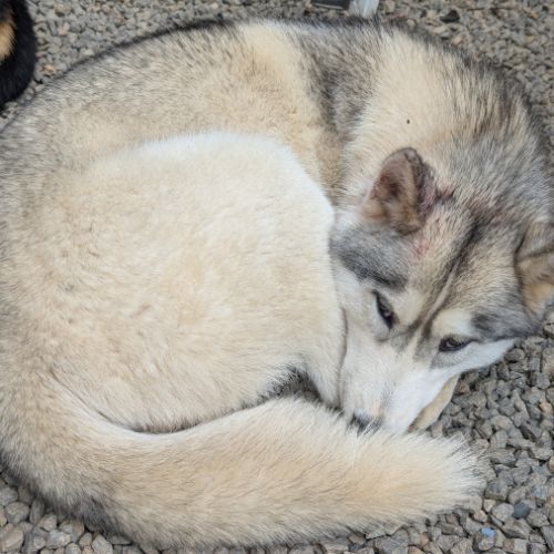 Donne femelle husky sibérien #1