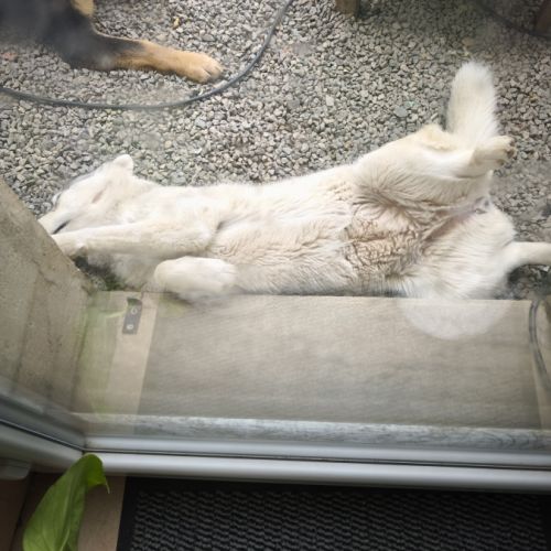 Donne femelle husky sibérien #3