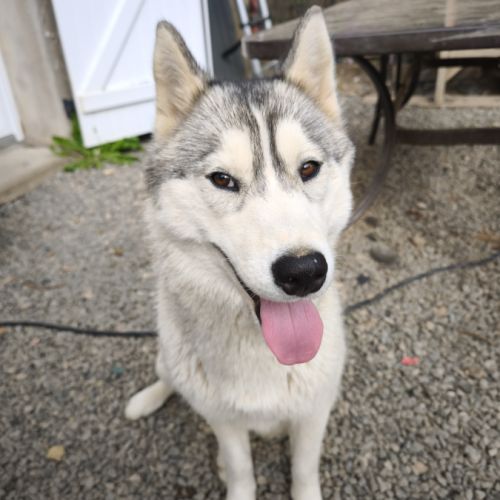 Donne femelle husky sibérien #4