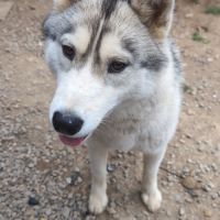 Donne femelle husky sibérien