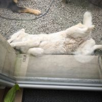 Donne femelle husky sibérien #3