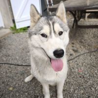 Donne femelle husky sibérien #4