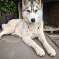 Donne femelle husky sibérien #5