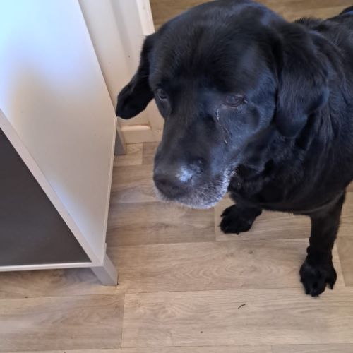 Très gentil labrador à adopter #1