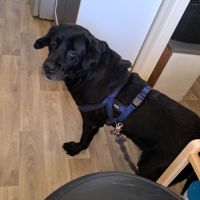 Très gentil labrador à adopter #0