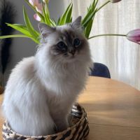 Chatons sacrés de birmanie, loof, à réserver #4