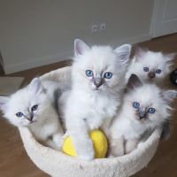 Chatons sacrés de birmanie, loof, à réserver