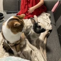 Lapin et cochon d’inde #1