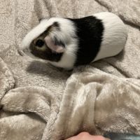 Lapin et cochon d’inde #2