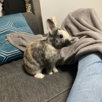 Lapin et cochon d’inde