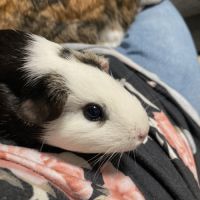 Lapin et cochon d’inde #5