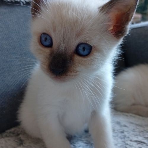 Siamois thaï loof #1