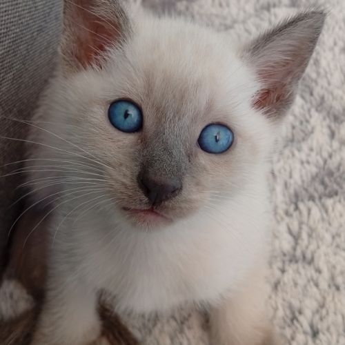 Siamois thaï loof #2