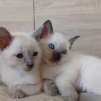 Siamois thaï loof #0