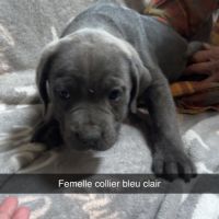Chiot cane corso #2