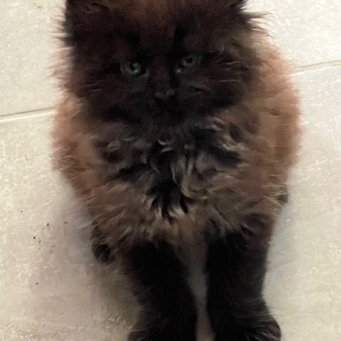 Chatons maine coon loof #2