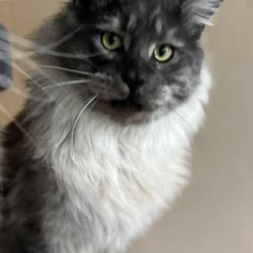 Chatons maine coon loof #4