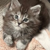 Chatons maine coon loof #0