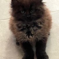 Chatons maine coon loof #2