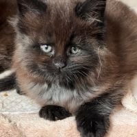 Chatons maine coon loof #3