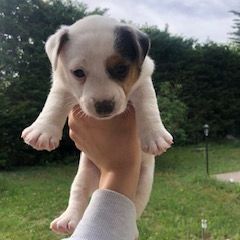 Chiots lof jacks russells #3