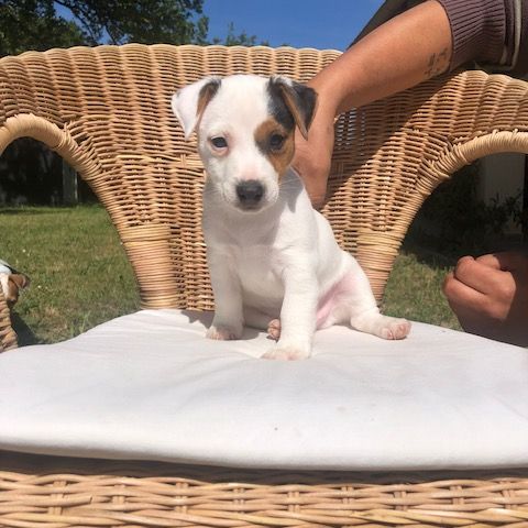 Chiots lof jacks russells #7