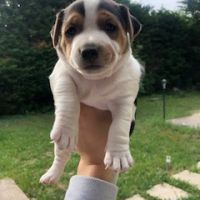 Chiots lof jacks russells #1