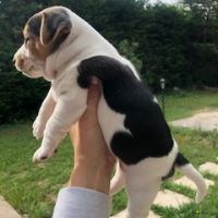 Chiots lof jacks russells #2