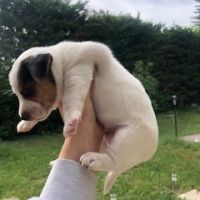 Chiots lof jacks russells #4