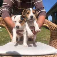 Chiots lof jacks russells