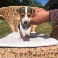 Chiots lof jacks russells #6