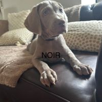 Chiots braque de weimar #1