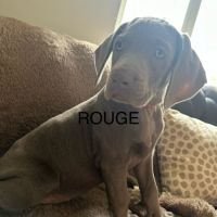 Chiots braque de weimar #2